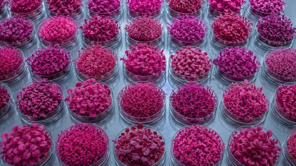 Color infrared photograph of mixed microgreens varieties in laboratory petri dishes arranged on a stainless steel bench rendered in vivid magenta tones under Aerochrome false color spectrum