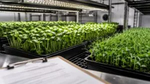microgreens-food-safety-documentation-seed-coa-logs
