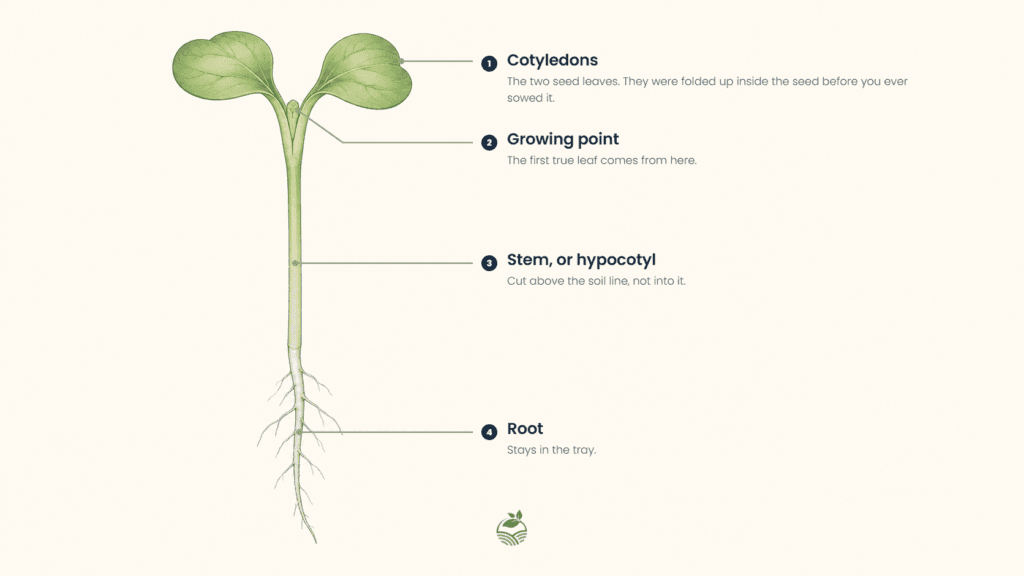 Labelled illustration of a broccoli microgreen seedling. One, cotyledons: the two seed leaves, folded up inside the seed before sowing. Two, growing point: where the first true leaf comes from. Three, stem or hypocotyl: cut above the soil line, not into it. Four, root: stays in the tray.