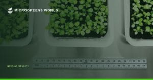 Sharp overhead view of neatly organized microgreen trays in a controlled indoor growing environment, showcasing three distinct planting densities side-by-side.