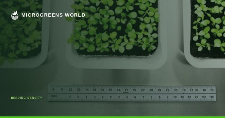 Sharp overhead view of neatly organized microgreen trays in a controlled indoor growing environment, showcasing three distinct planting densities side-by-side.