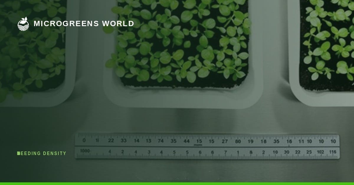 Sharp overhead view of neatly organized microgreen trays in a controlled indoor growing environment, showcasing three distinct planting densities side-by-side.