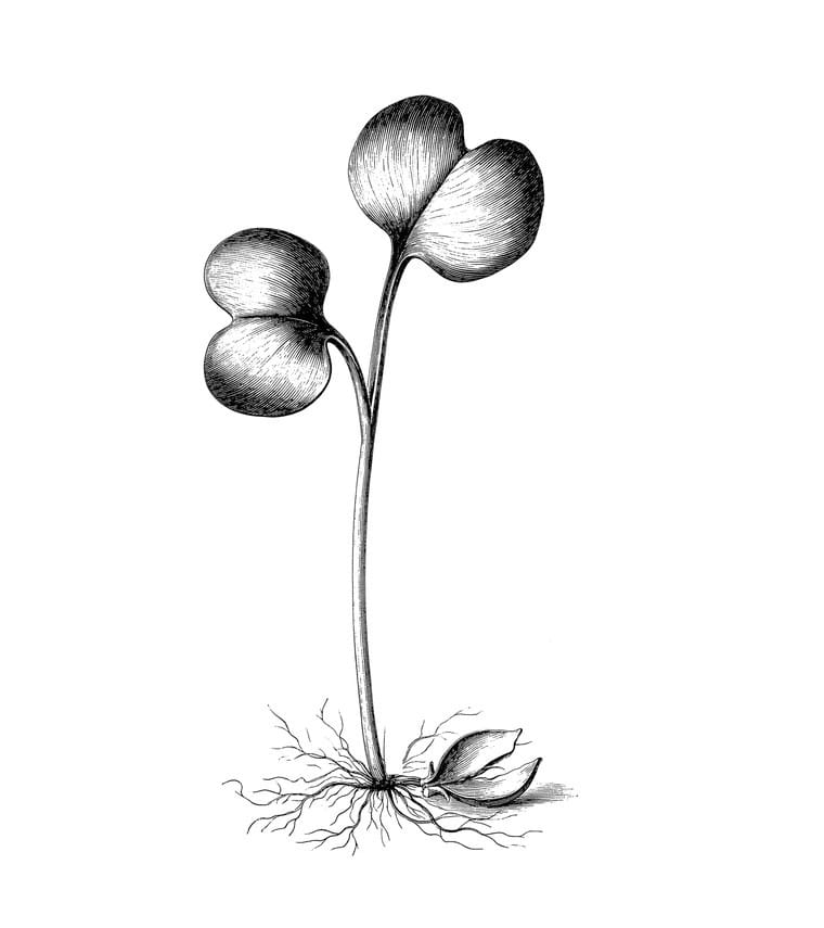 Plate No. 08: arugula microgreens, ink engraving. Two broad notched kidney-shaped seed leaves on a slender stem, with a split seed husk at the base.